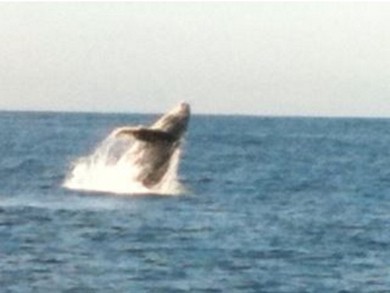 ballena 2