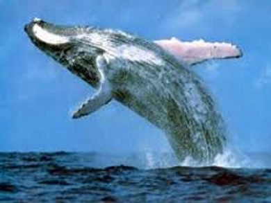 ballena 3 I