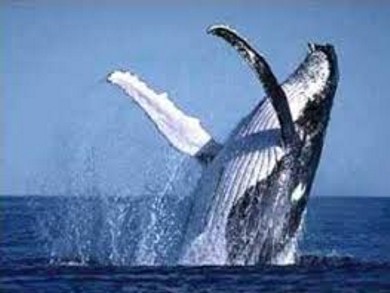 ballena 4