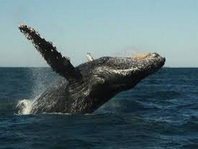 ballena 5 I