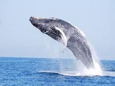 ballena 7 I